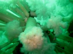 Forest under the waves in the puget sound by Timothy Lamb 
